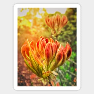 Spring Azalea Buds Sticker